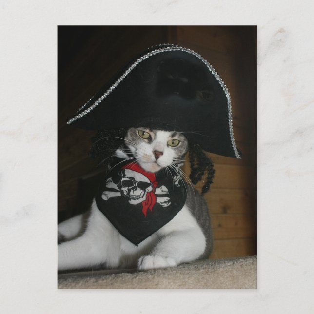 Funny Pirate Cat Postcard (Front)