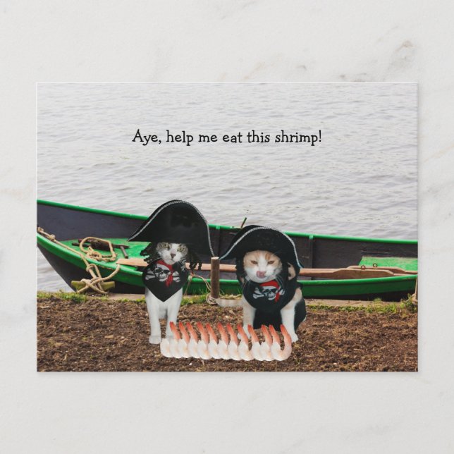 Funny Pirate Cats Postcard (Front)