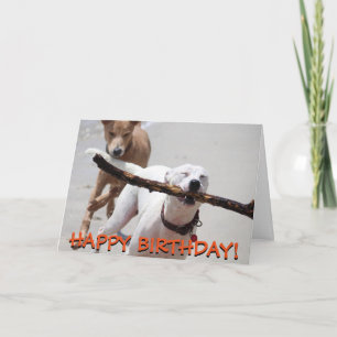 Funny playing dogs greetings card