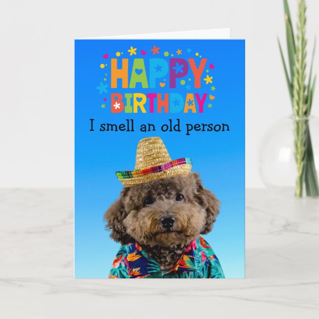 Funny Poodle chien carte d'anniversaire (Devant)