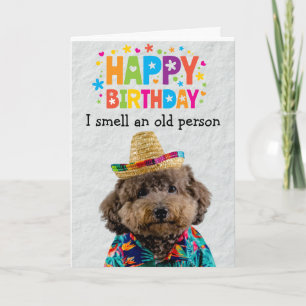 Funny Poodle dog birthday card