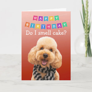 Funny Poodle dog birthday card