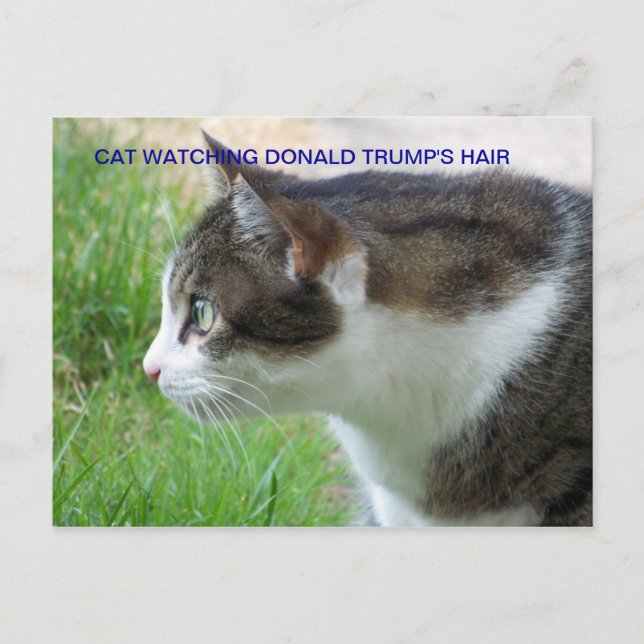 Funny Postcard: Cat Watching Donald Trump's Hair Postcard (Front)