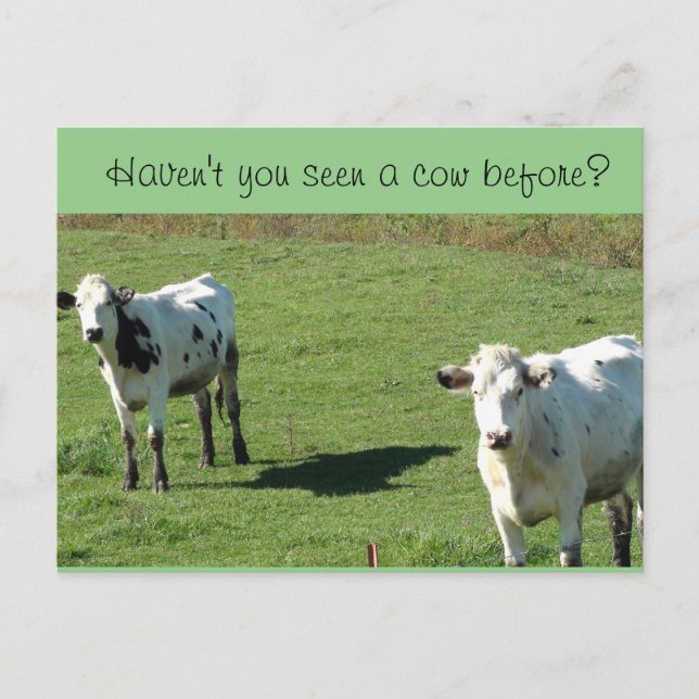 Funny Postcard, "Haven't you seen a Cow Before?" Postcard (Front)