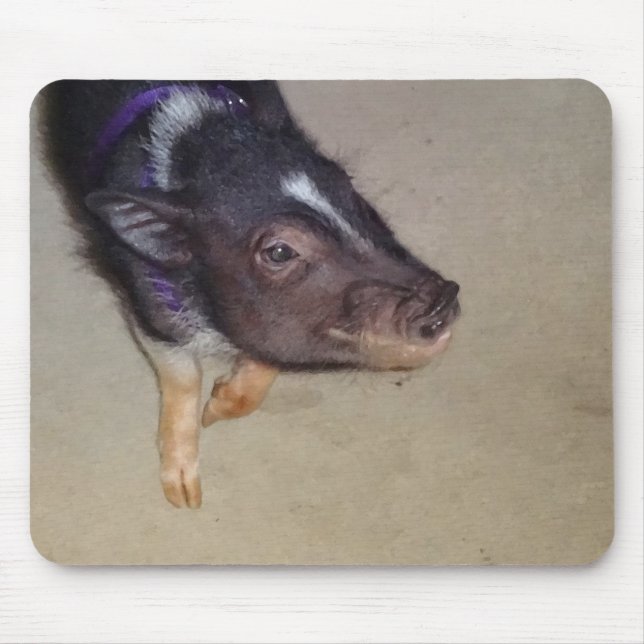 Funny Pot Bellied Pig Photography Mouse Pad (Front)