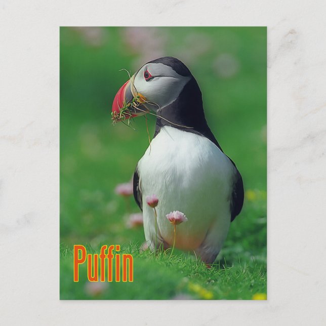 Funny puffin postcard (Front)