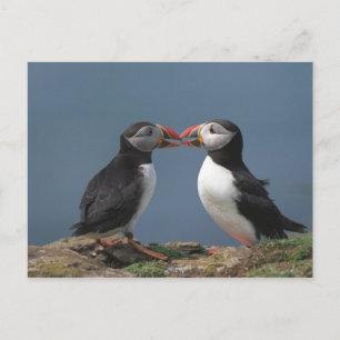 Funny puffins postcard