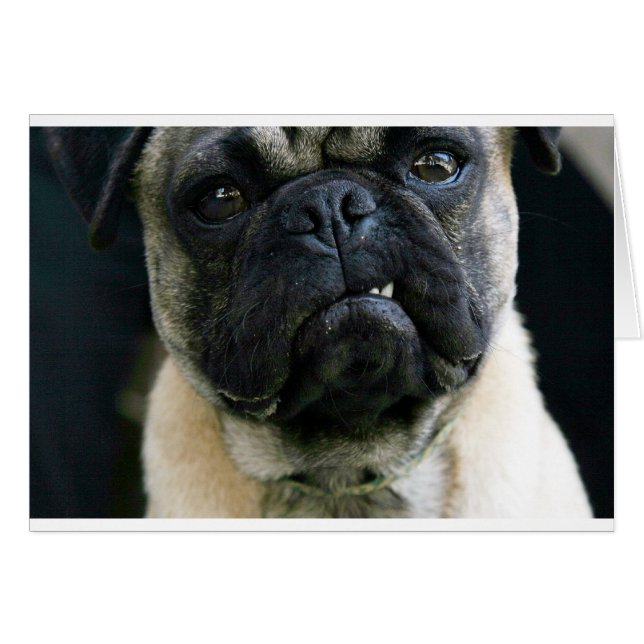 Funny Pug (Front Horizontal)