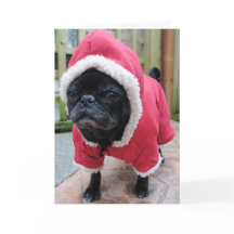 Funny Pug Birthday Greeting Card