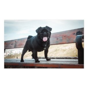Funny pug dog photo print