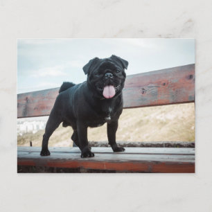 Funny pug dog postcard