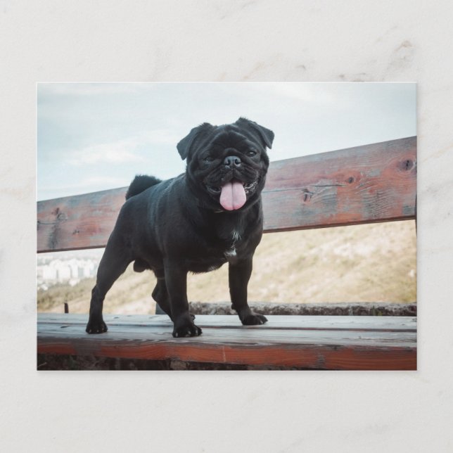 Funny pug dog postcard (Front)