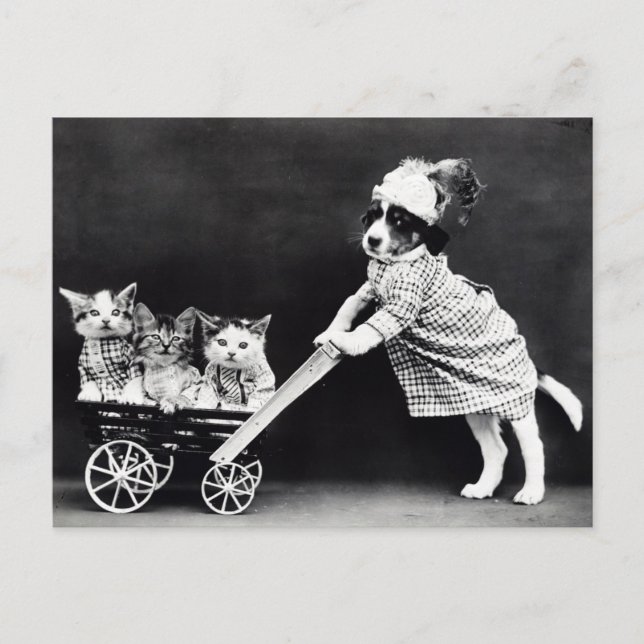 Funny Puppy and Kittens Postcard | Restored  (Front)