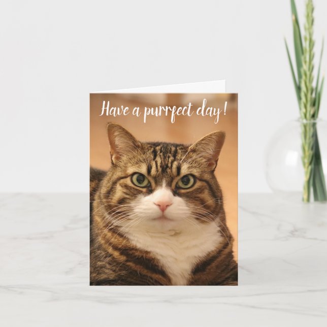 Funny Quote Cat Lovers Custom Photo Birthday Card (Front)