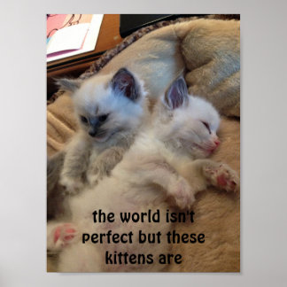 funny ragdoll kittens poster