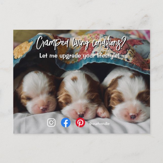 funny real estate postcard cramped living dog (Front)