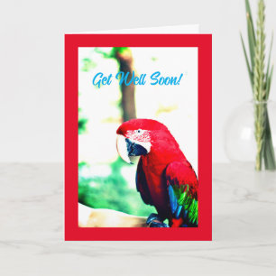 Funny Red Parrot Get Well Card