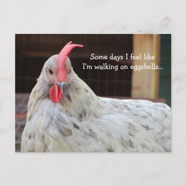 Funny Rooster with Saying Postcard (Front)