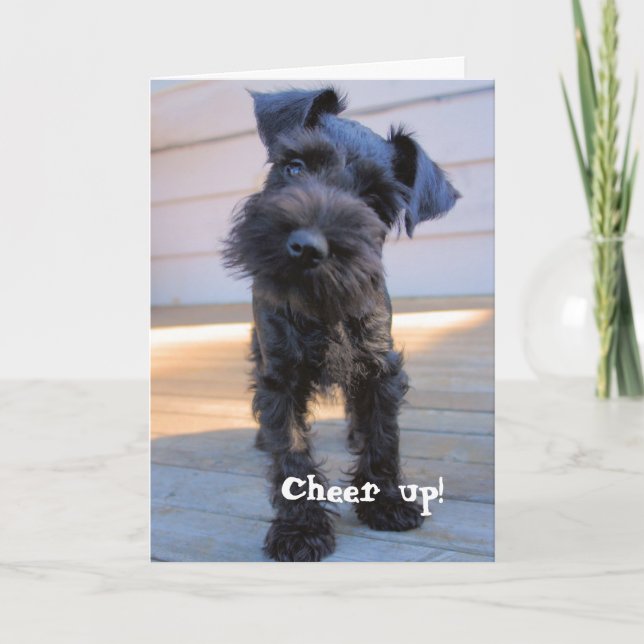Funny Schnauzer Carte d'anniversaire (Devant)
