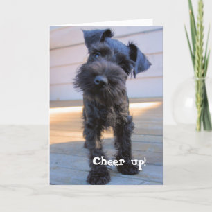 Funny Schnauzer Carte d'anniversaire