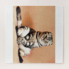 Funny Scottish Fold Cat Photo