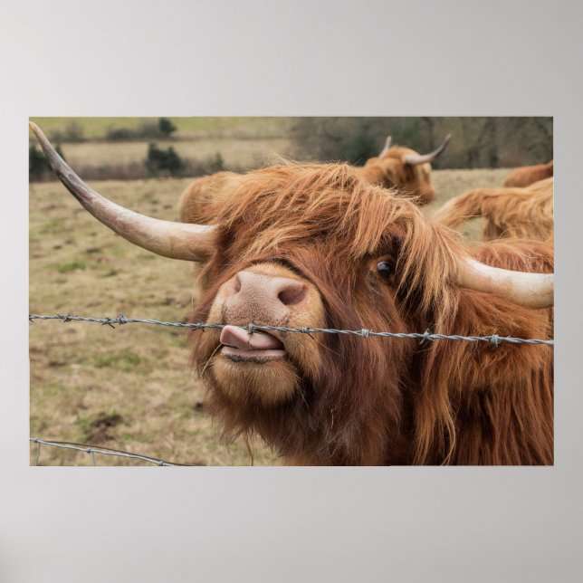 Funny  Scottish Highland cow Poster (Front)