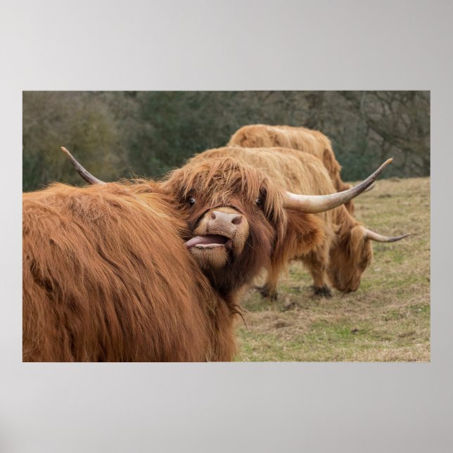 Funny  Scottish Highland cow Poster (Front)