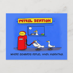 Funny sea gulls petrel cartoon humour postcard