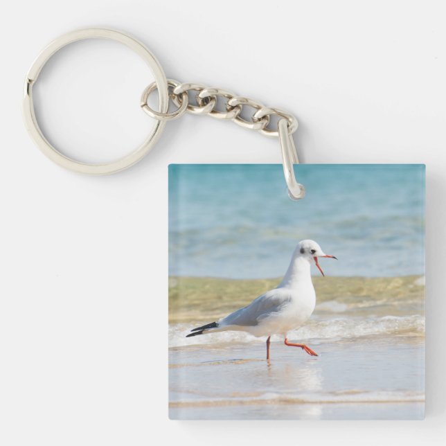 Funny seagull (Devant)