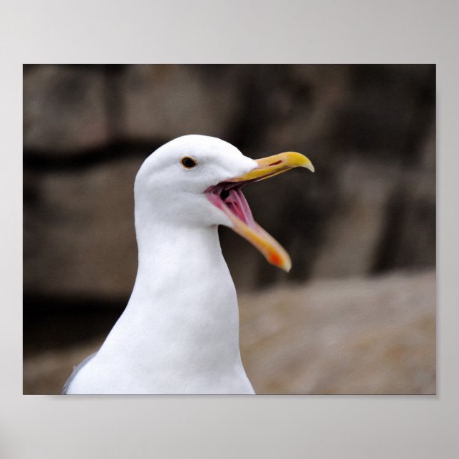 FUNNY Seagull Poster (Front)