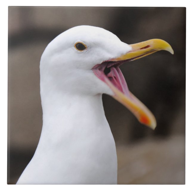 FUNNY Seagull Tile (Front)
