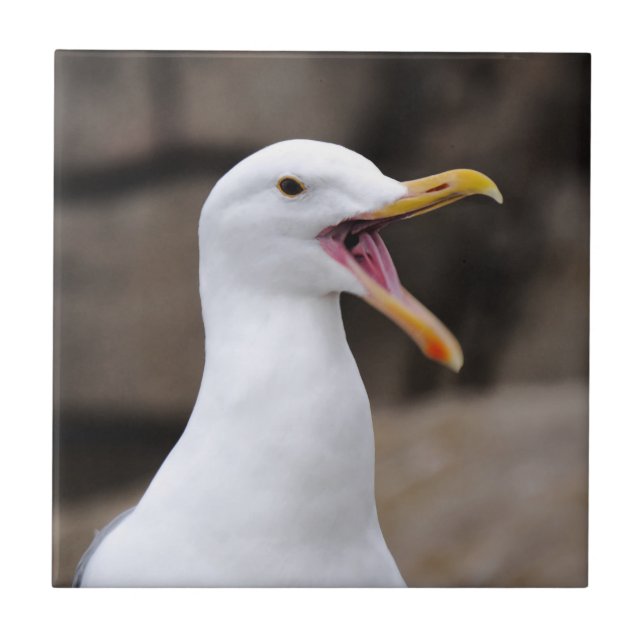 FUNNY Seagull Tile (Front)