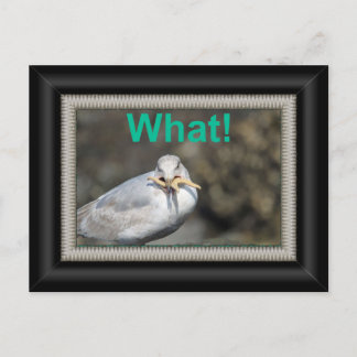 Funny Seagull trying to eat a starfish Postcard