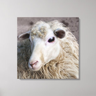 Funny Sheep Canvas Print
