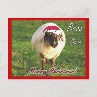 Funny Sheep Christmas Postcard