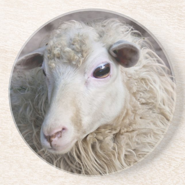 Funny Sheep Coaster (Front)