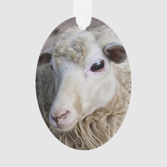 Funny Sheep Ornament (Front)