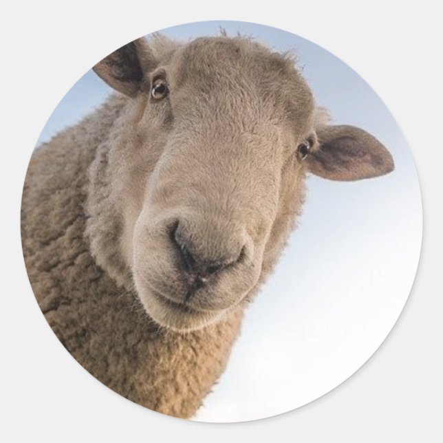Funny sheep selfie classic round sticker (Front)