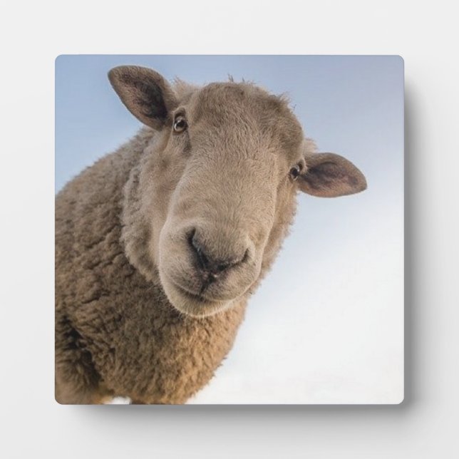Funny sheep selfie plaque (Front)