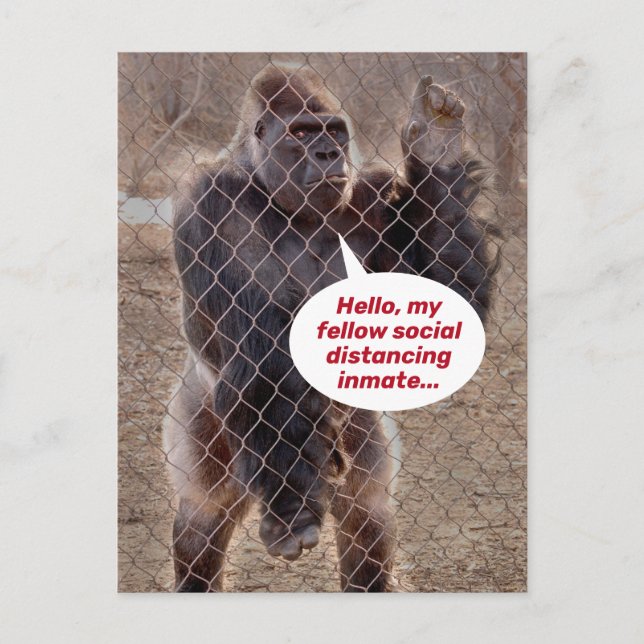 Funny Shelter In Place Gorilla Jail Inmate Postcard (Front)