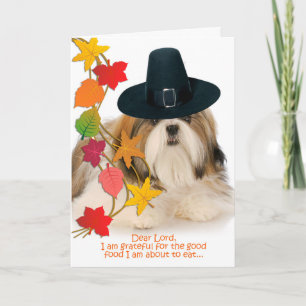 Funny Shih Tzu Thanksgiving Card