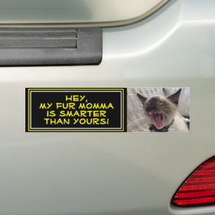 Funny Siamese Kitten Close-Up Photo Template Bumper Sticker