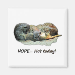 Funny, sleeping meerkats magnet