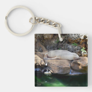 Funny Sleeping White Sea Lion On Rocks,  Keychain