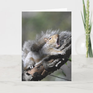 Funny Sleepy Squirrel Blank Card