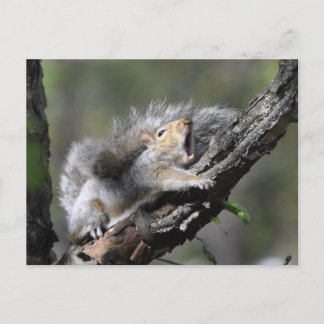 Funny Sleepy Squirrel Blank Card