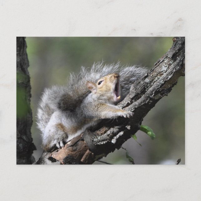 Funny Sleepy Squirrel Blank Card (Front)