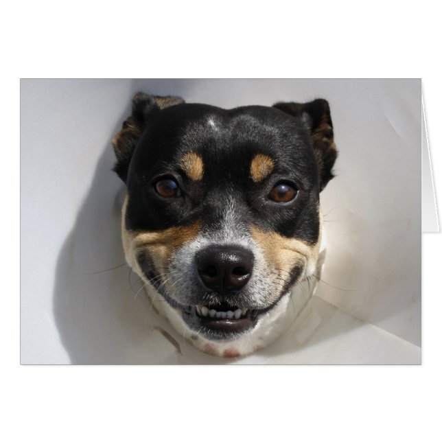 Funny smiling dog (Front Horizontal)