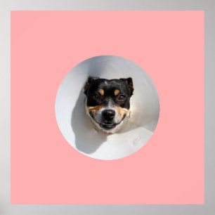 Funny smiling dog poster