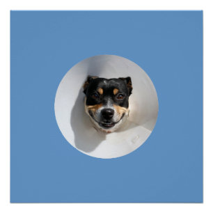 Funny smiling dog poster